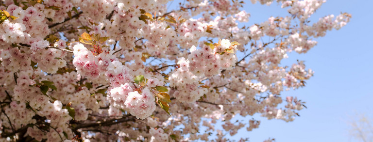 Blossoming cherry blossom trees at the TU Dortmund University.