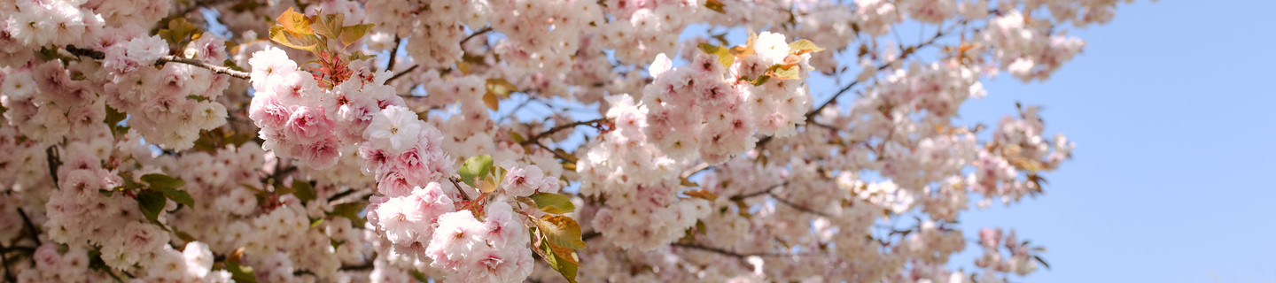Blossoming cherry blossom trees at the TU Dortmund University.